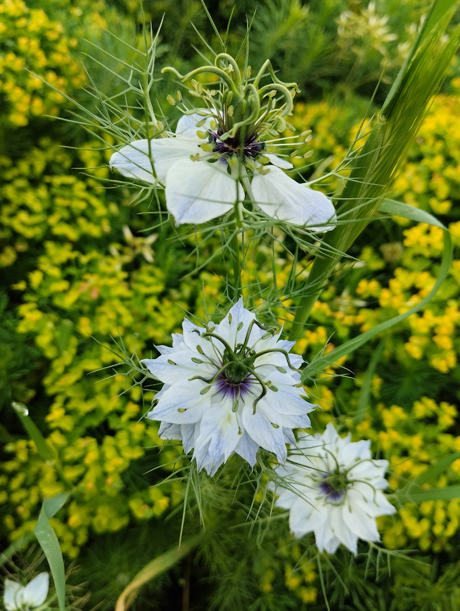 Скромная нежность. Фото автора.