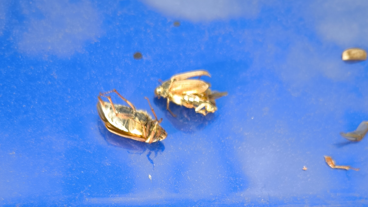 Сегодня утром обнаружил кучу дохлых жуков.