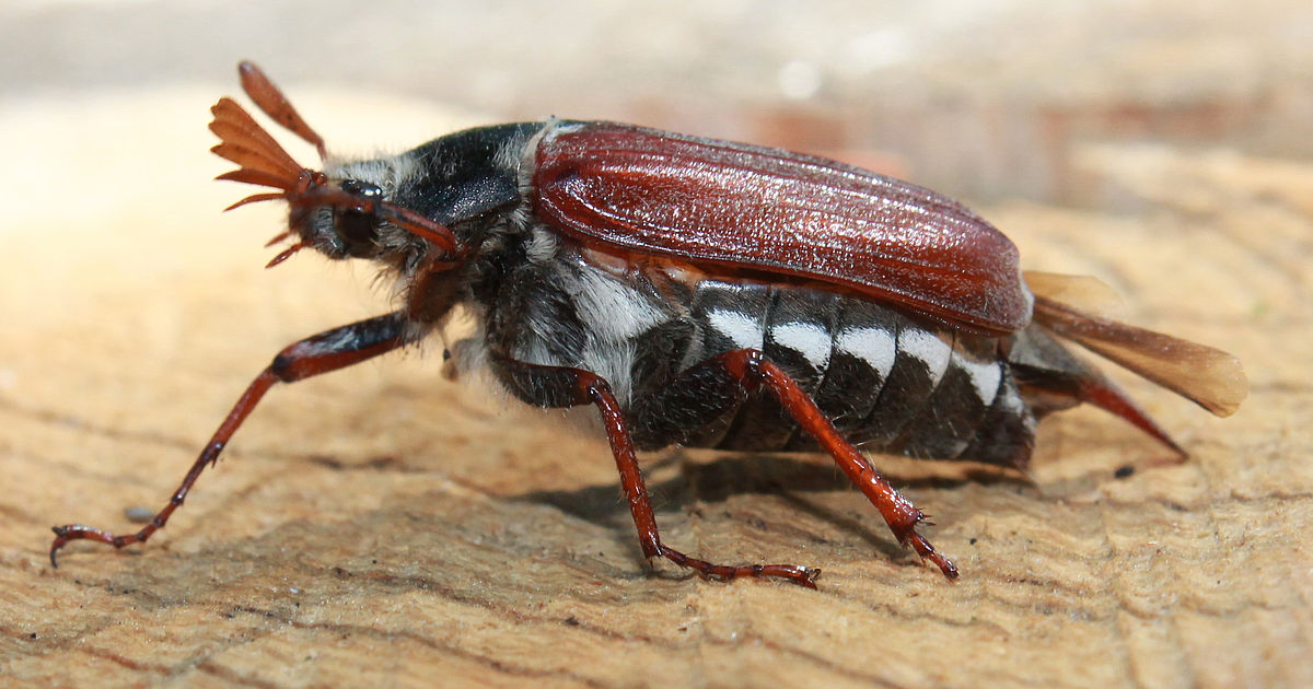 Вот он - майских хрущ во всей красе.