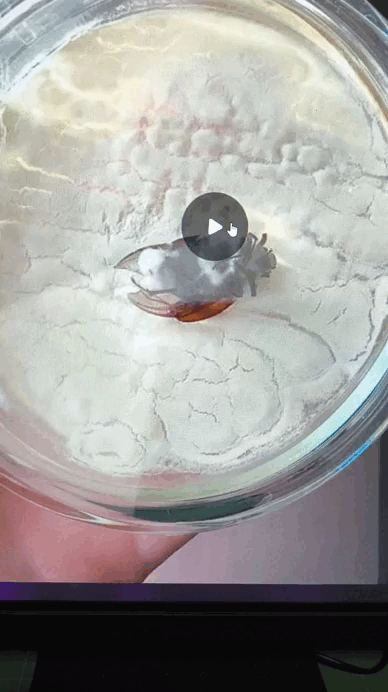 Боверия с легкостью расправляется с майским хрущом.