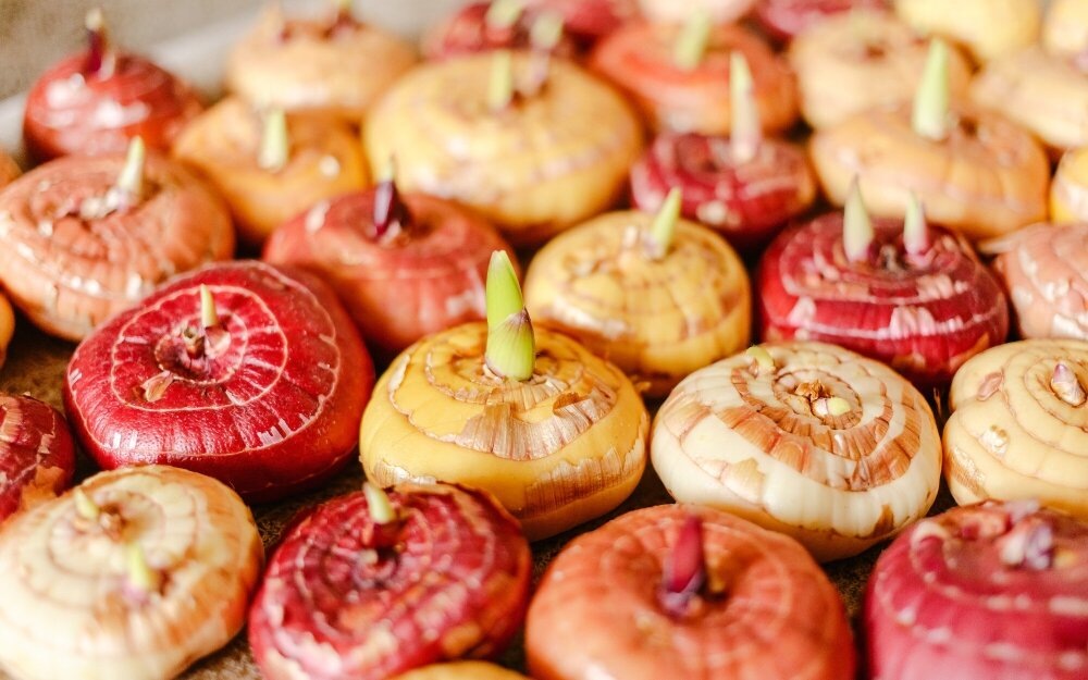 луковицы гладиолусы весной