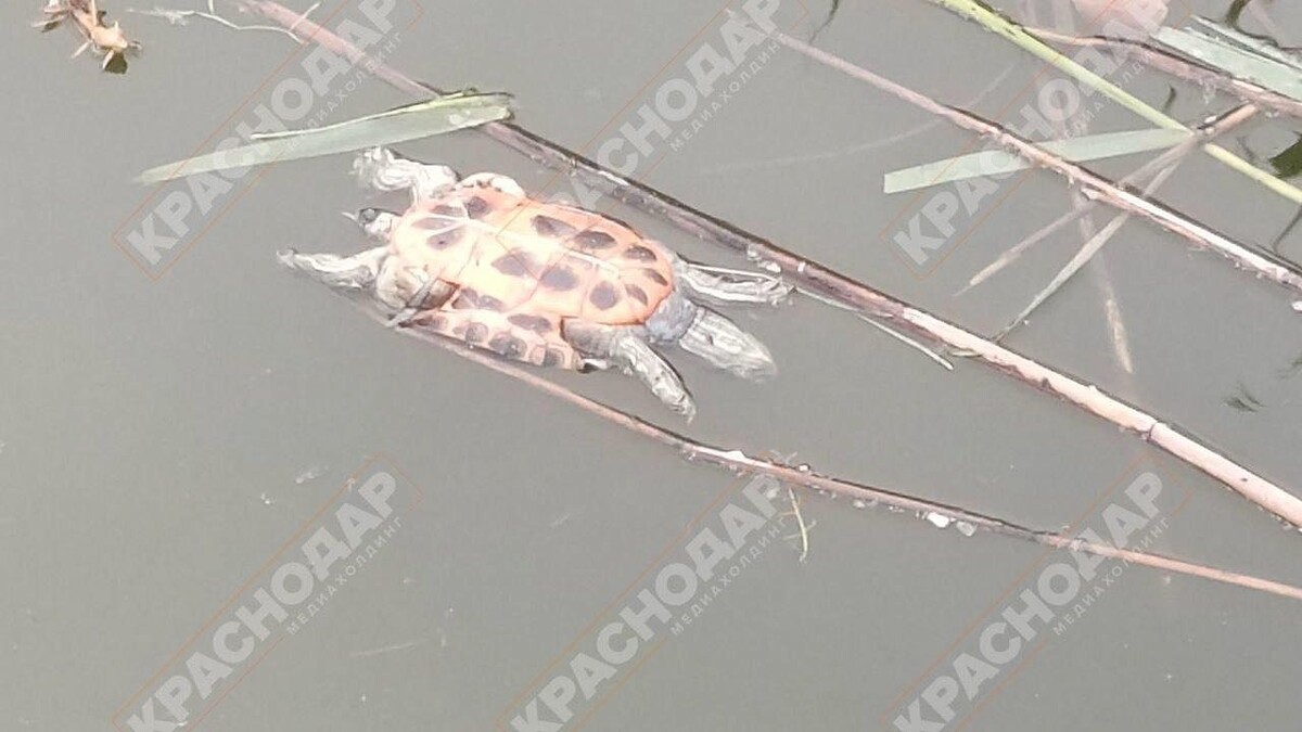    Фото: телеканал «Краснодар»