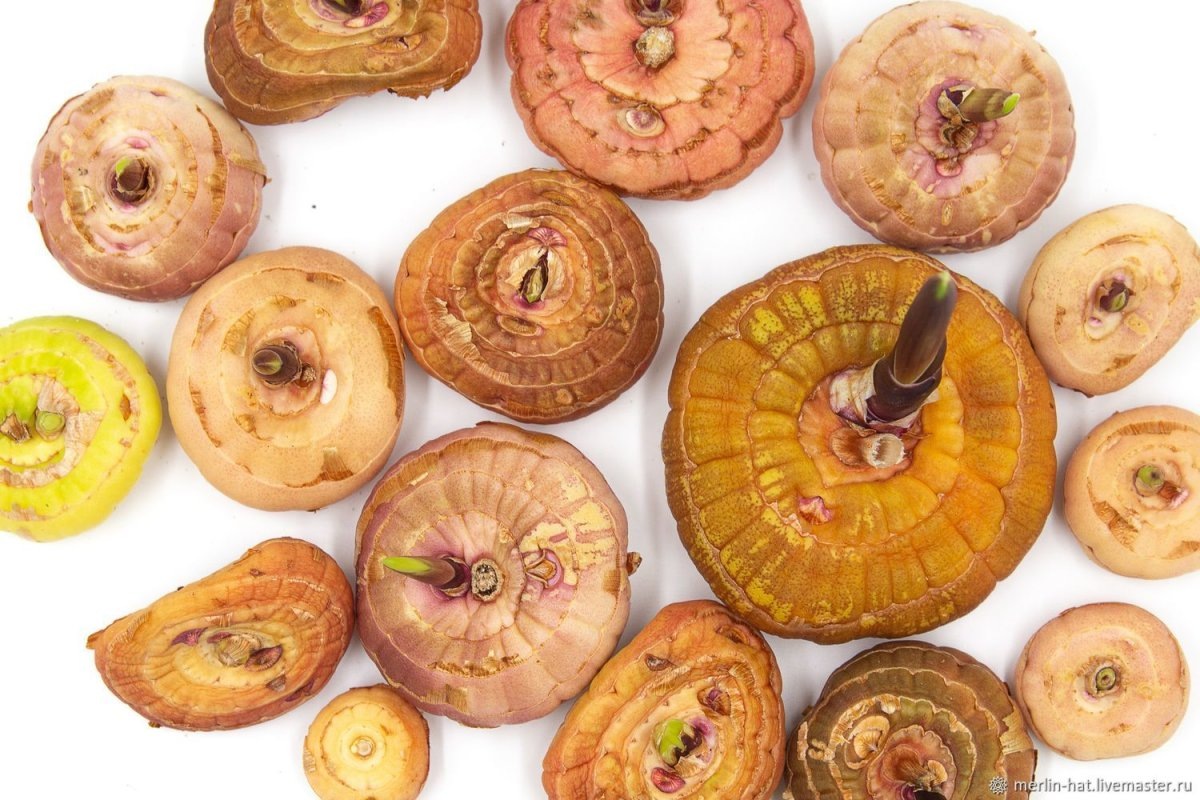 детки гладтолуса