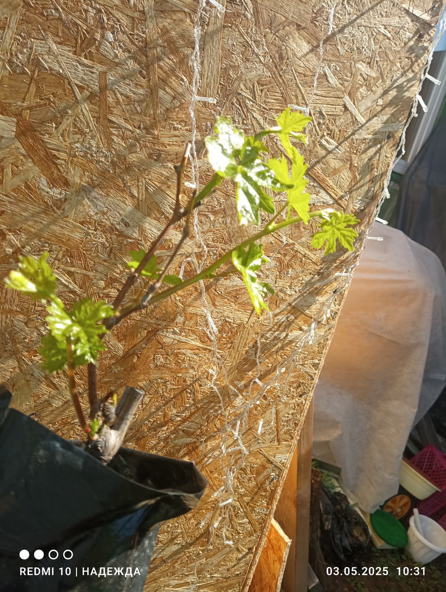 Розовый и сладкий. 