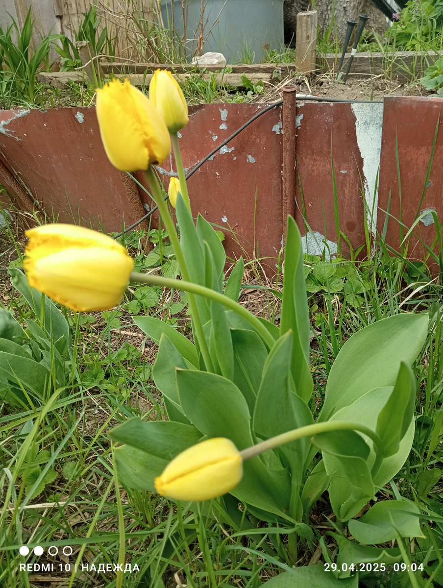 Поникли немного