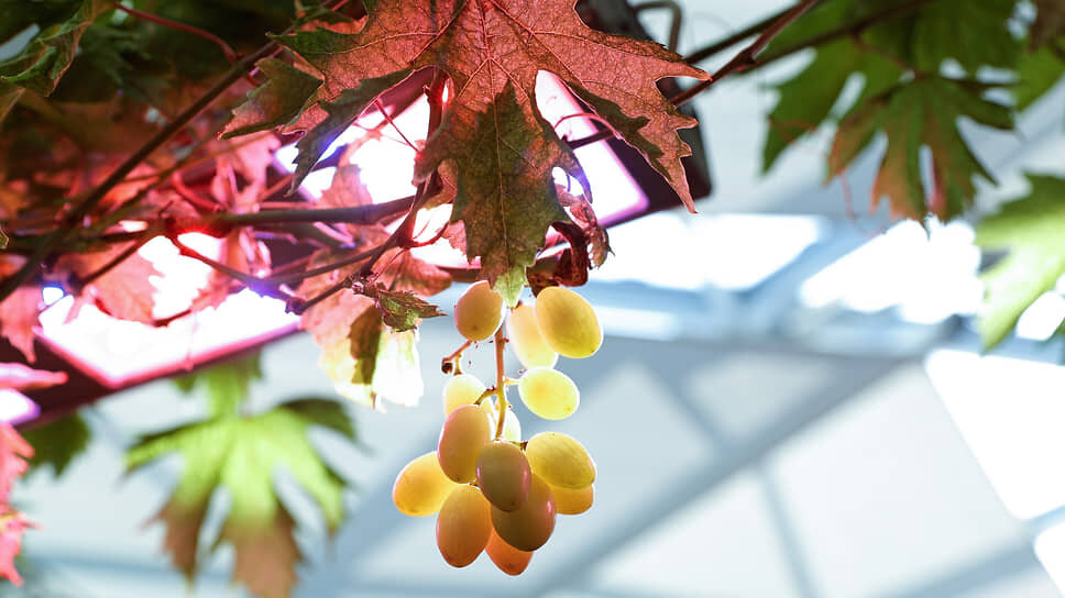 Фото: Мария Лукина / Коммерсантъ