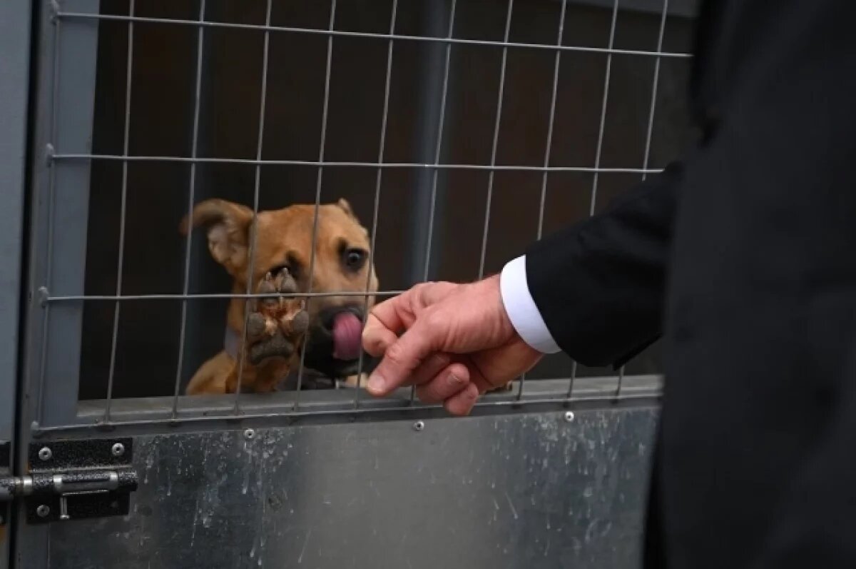    Из нового приюта в Краснодаре уже забрали домой семь собак