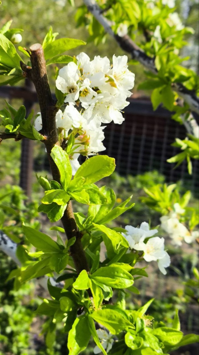 Слива Алтайская юбилейная