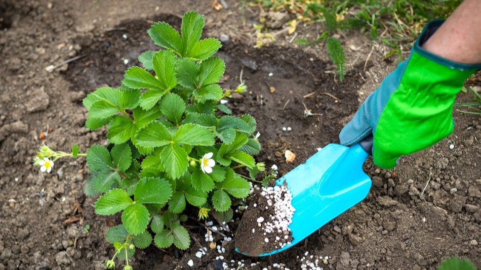 Я подкармливаю строго по графику, учитывая фазы роста.