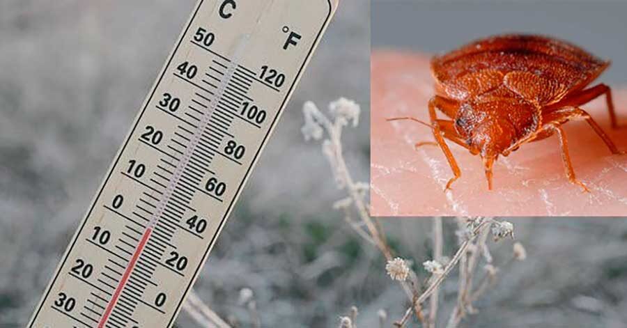 Какая температура гибели клопов?