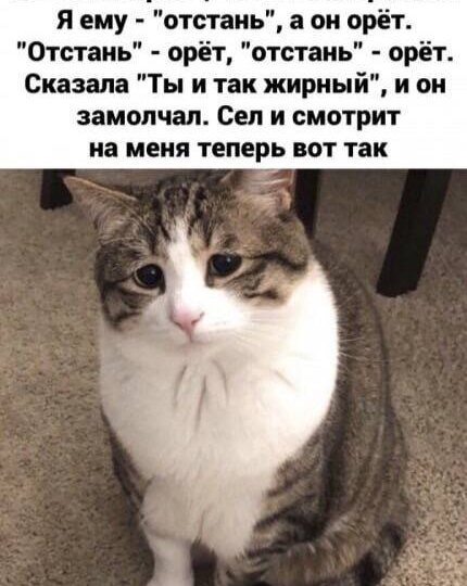 Забавные кото-мемы. Улыбнитесь.