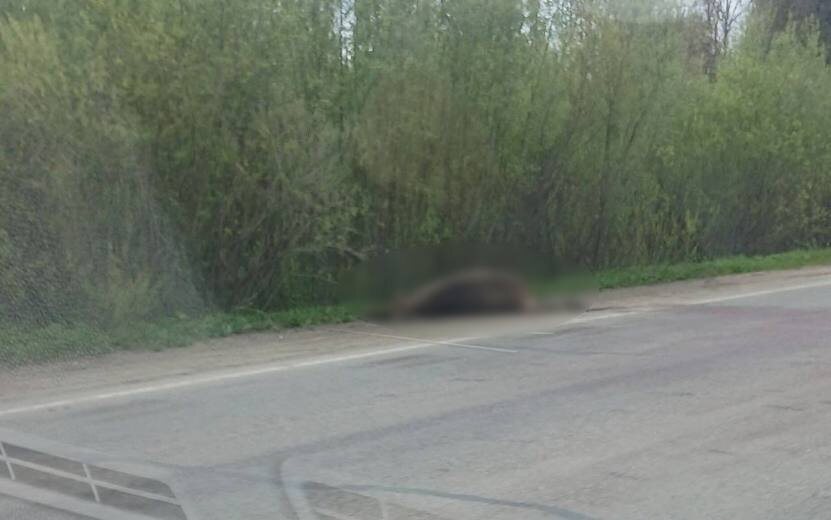    Лосиху насмерть сбили на Славянском шоссе в Ижевске