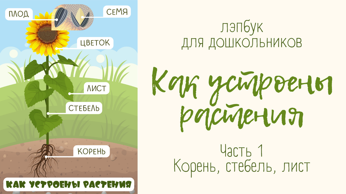 Лэпбук «Растения"