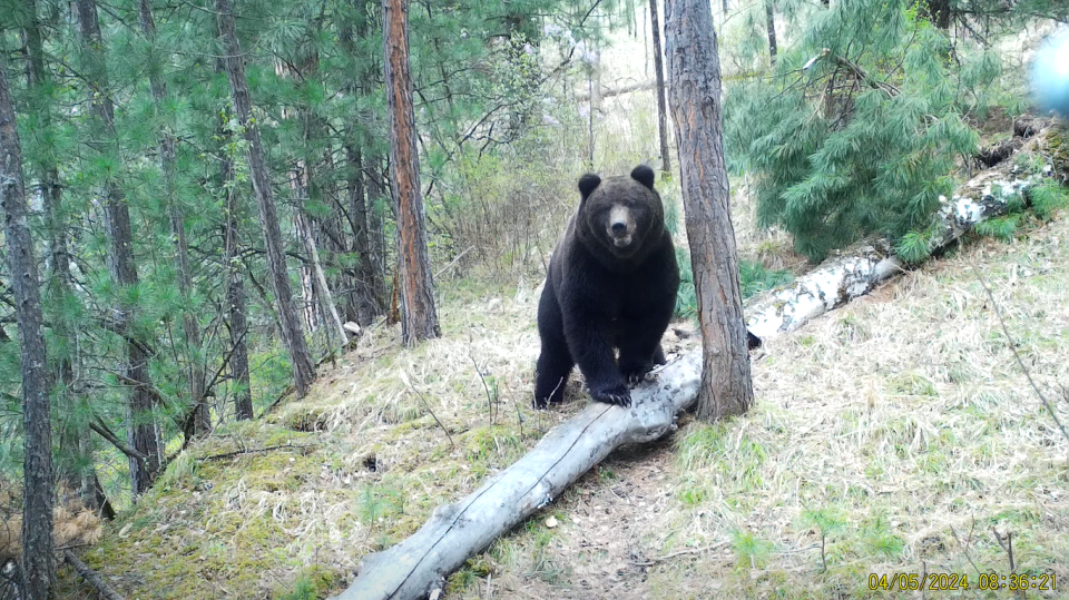    Медведь в Алтайском заповеднике. Источник: Фотоловушка. Установка – Юрий Калинкин