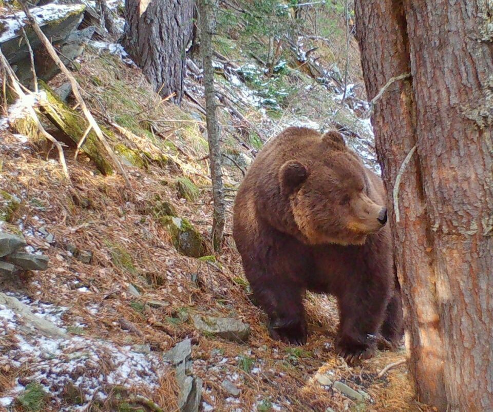    Медведи в Алтайском заповеднике. Источник: Фотоловушка. Установка – Юрий Калинкин