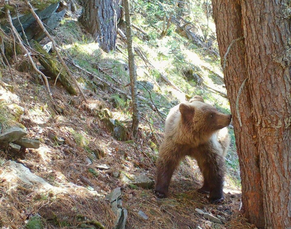    Медведи в Алтайском заповеднике. Источник: Фотоловушка. Установка – Юрий Калинкин