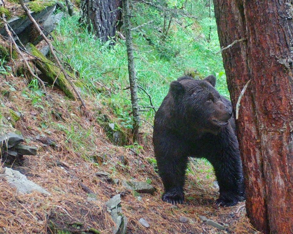    Медведи в Алтайском заповеднике. Источник: Фотоловушка. Установка – Юрий Калинкин