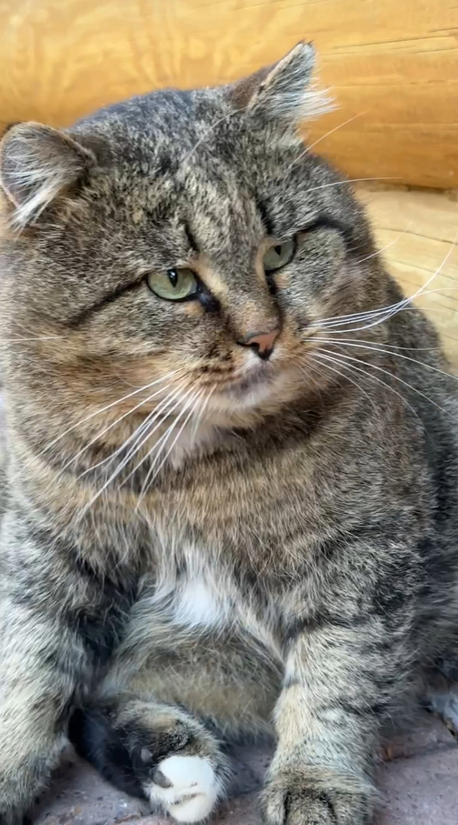 Лесной кот Барсик 