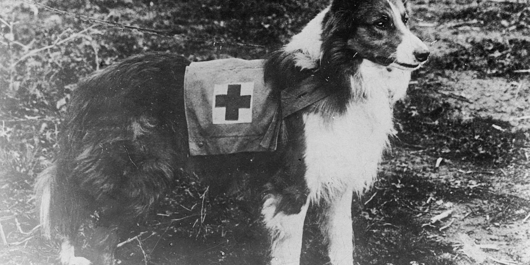 Собаки на фронте: невидимый батальон Великой Отечественной войны