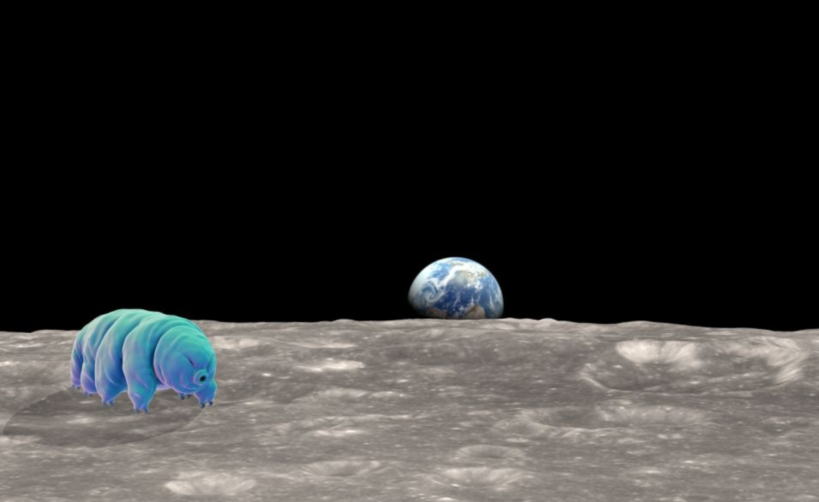 Тихоходки на Луне