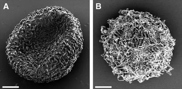 Яйца тихоходки