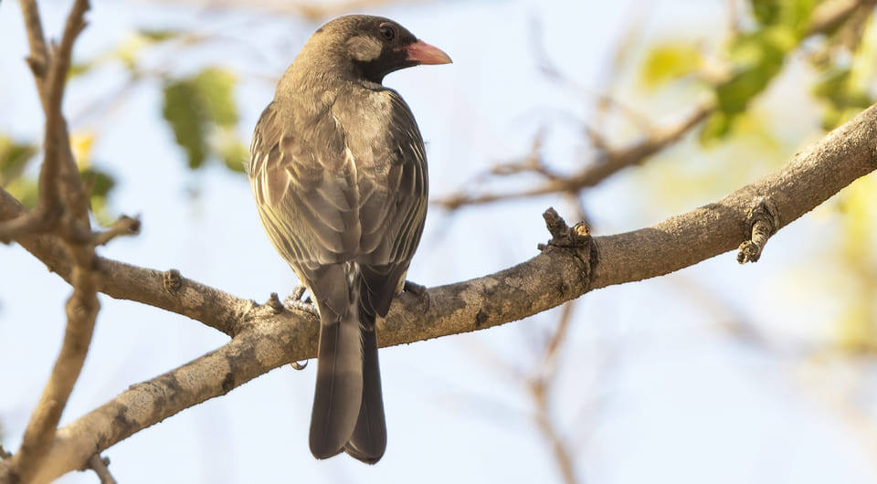   Nik Borrow / Flickr / CC BY-NC 2.0