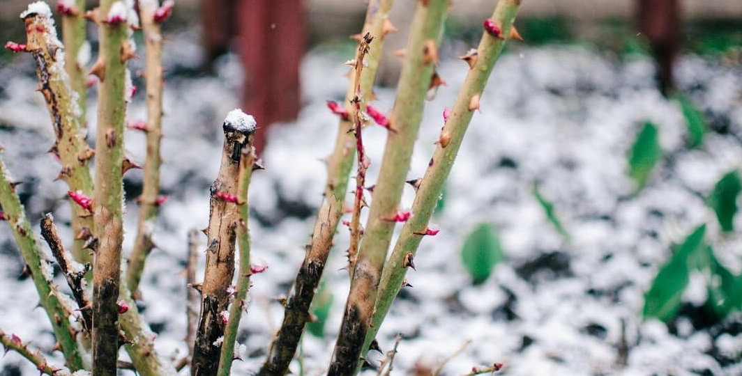 Применяю магниевый раствор при обрезке черных роз. 7 кустов зацвели на 10 дней раньше обычного