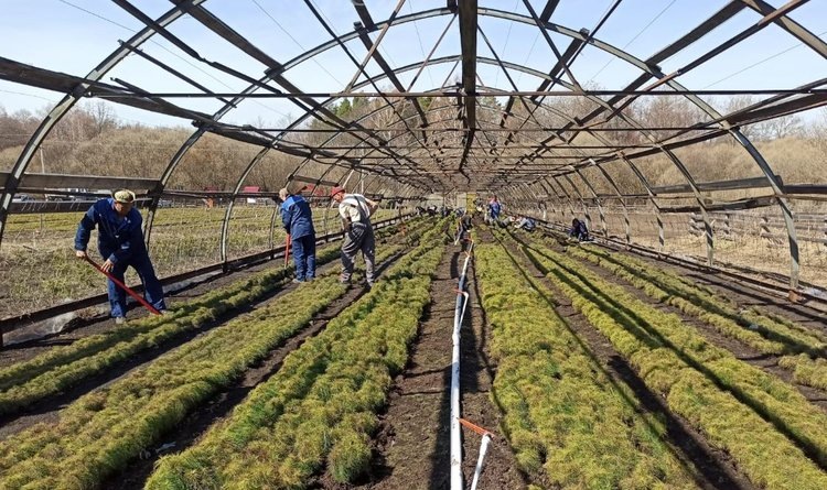    Тамбовским лесхозам поручено увеличить ассортимент саженцев