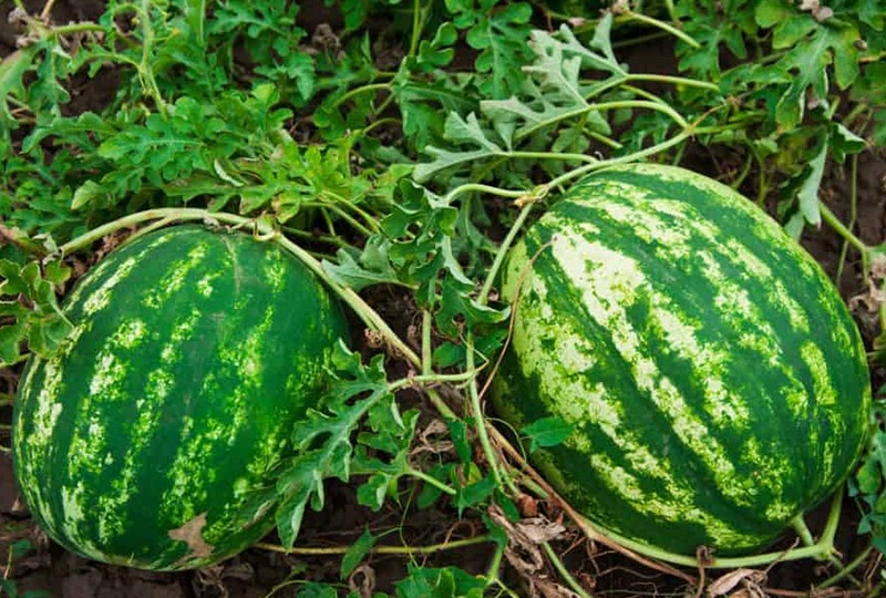 Выращиваем сладкие арбузы даже в северных регионах: секреты, советы и современные методы
