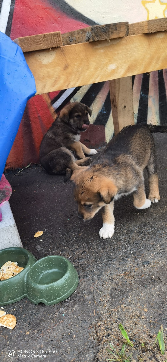 Даже миски поставили