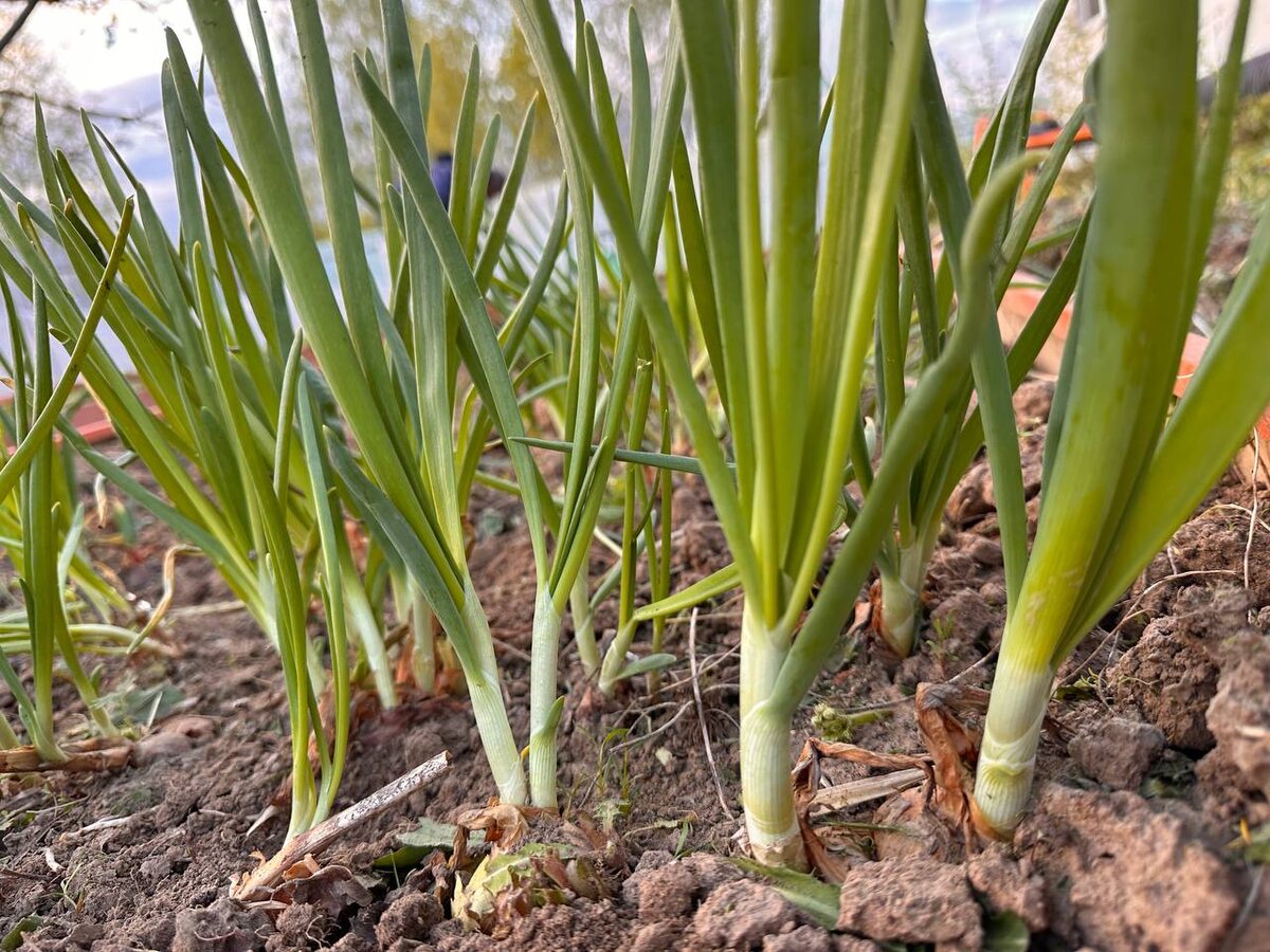 Посадка лука