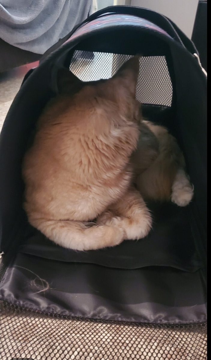 Кот Персик ждëт приёма к врачу. 