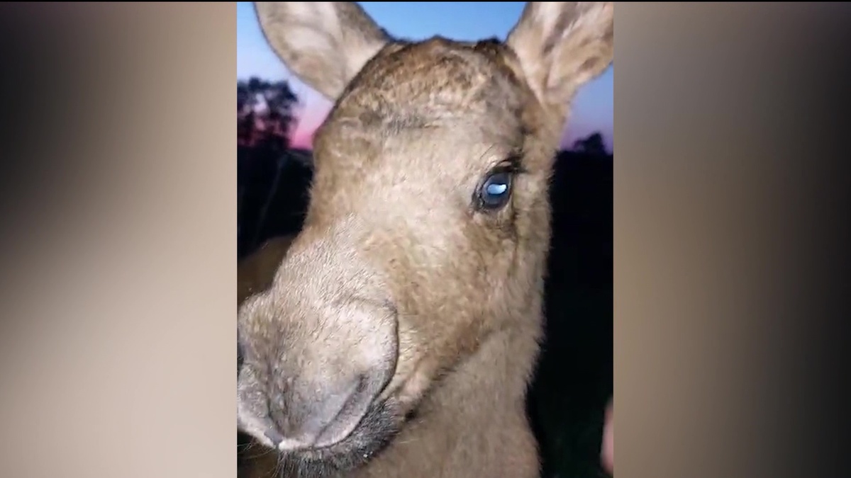    В деревню Башкортостана забрел лосенок