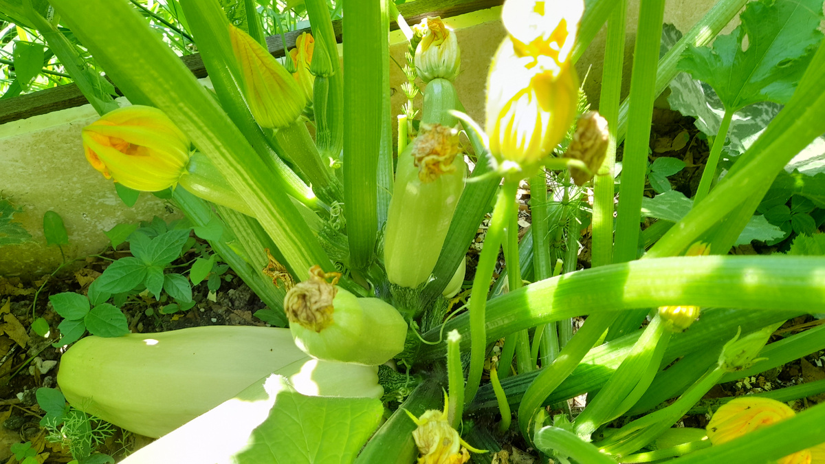 Готовим лунки для тыкв и кабачков: советы опытных дачников для богатого урожая