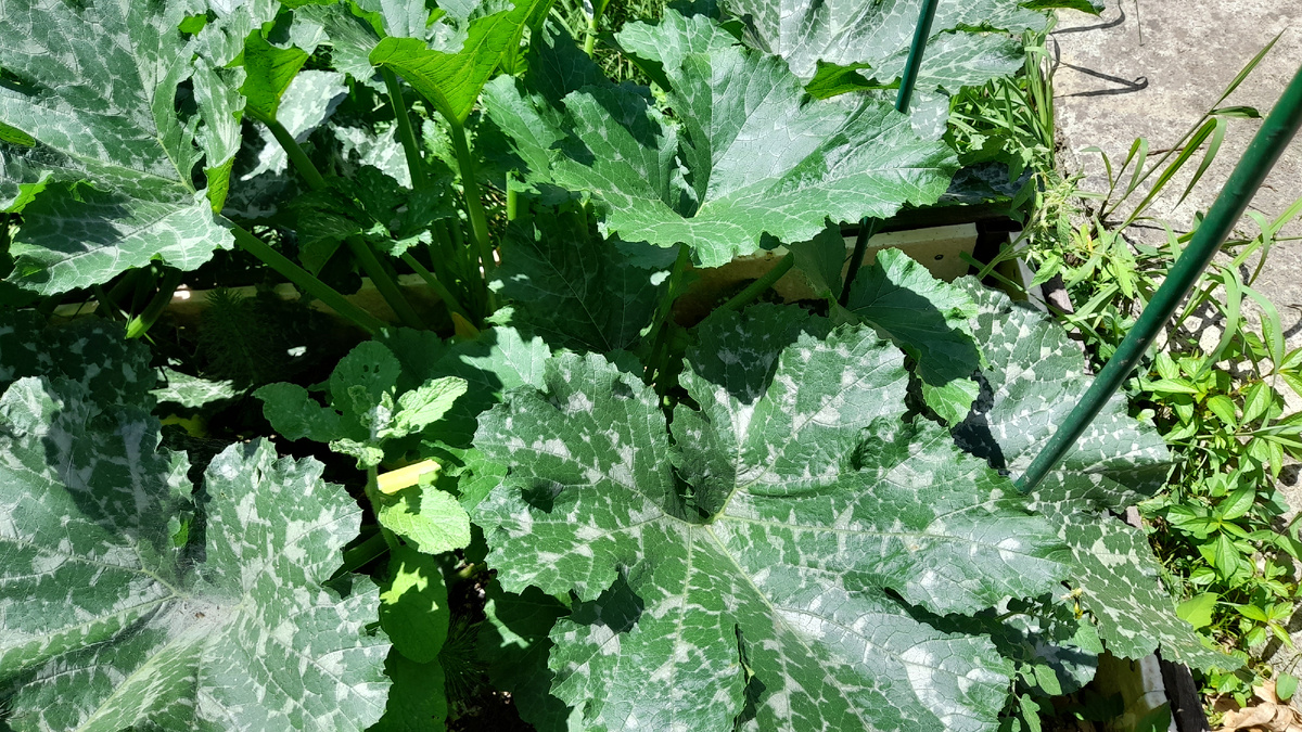 Готовим лунки для тыкв и кабачков: советы опытных дачников для богатого урожая