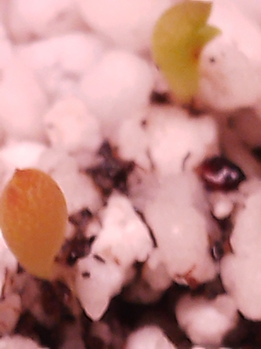 сеянцы астрофитума на 14 день 