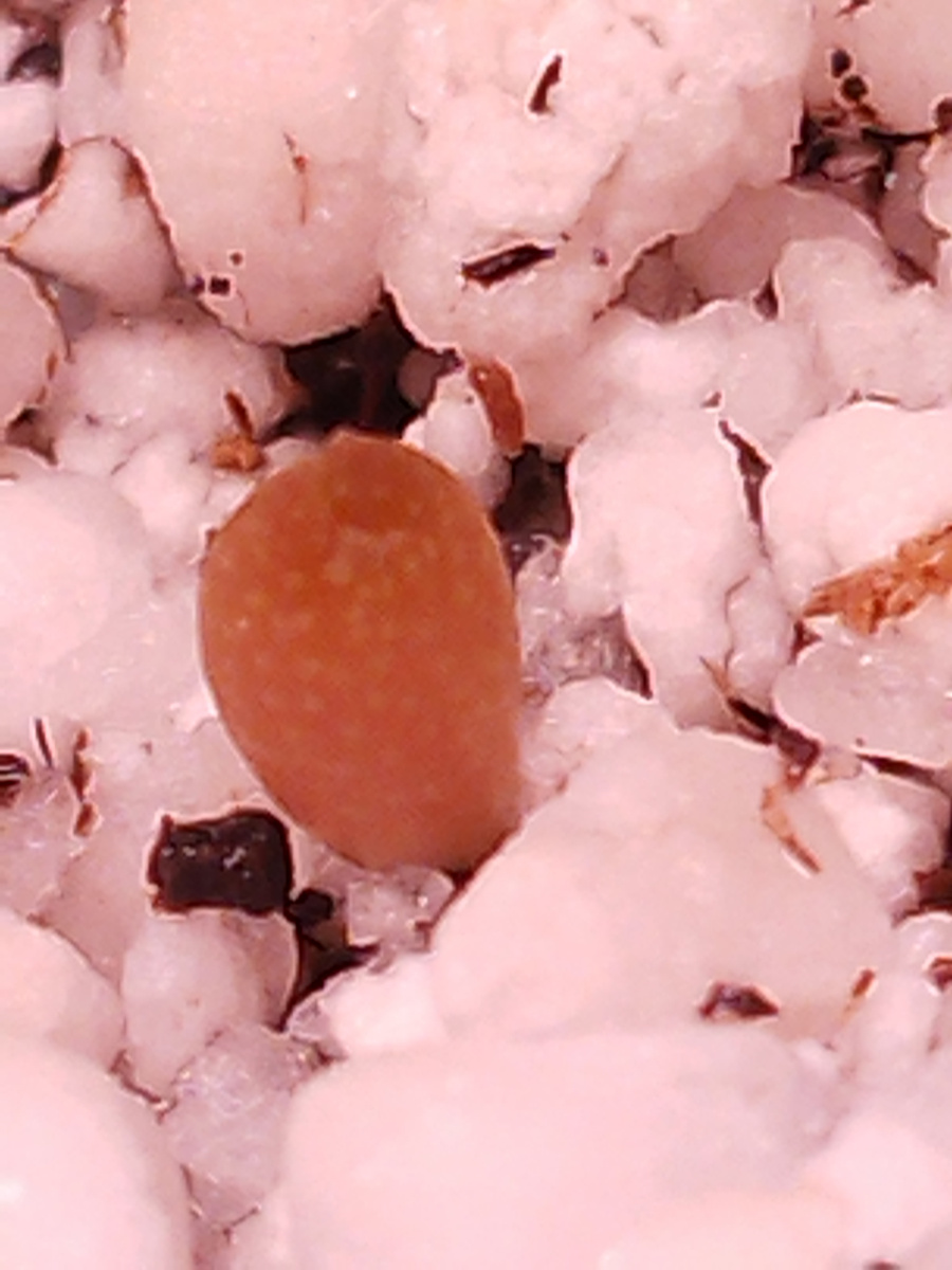 сеянцы астрфитума на 14 день 