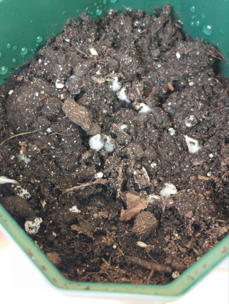 Личное фото / Рассада листьев салата / Белый пушок на семенах