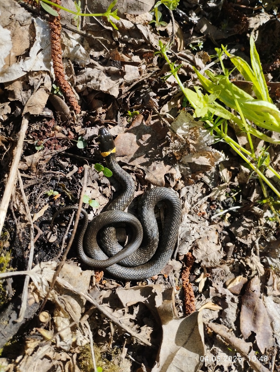 Уж обыкновенный