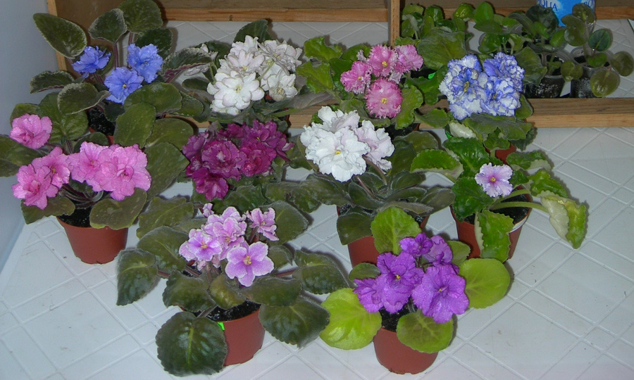 Как заставить фиалки цвести круглый год