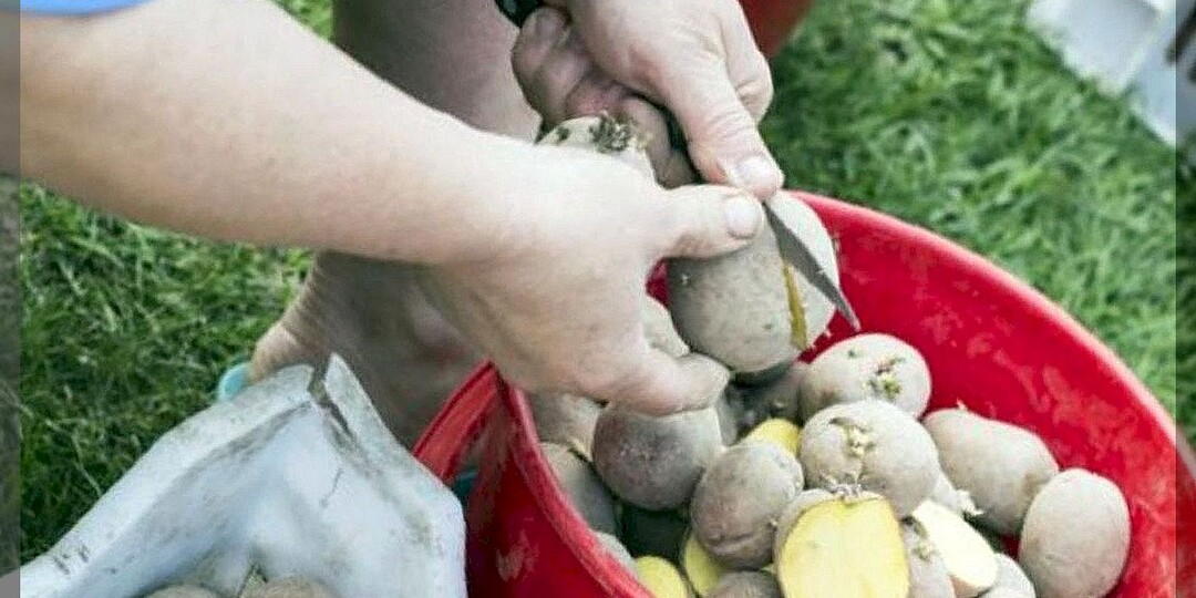 15 советов по подготовке, посадке и начальном уходе за картофелем: важные нюансы посадки картофеля, для начинающих огородников