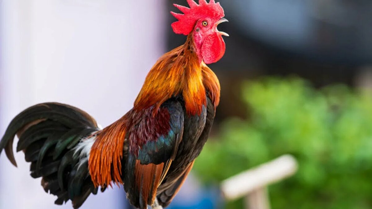 картинка из интернета