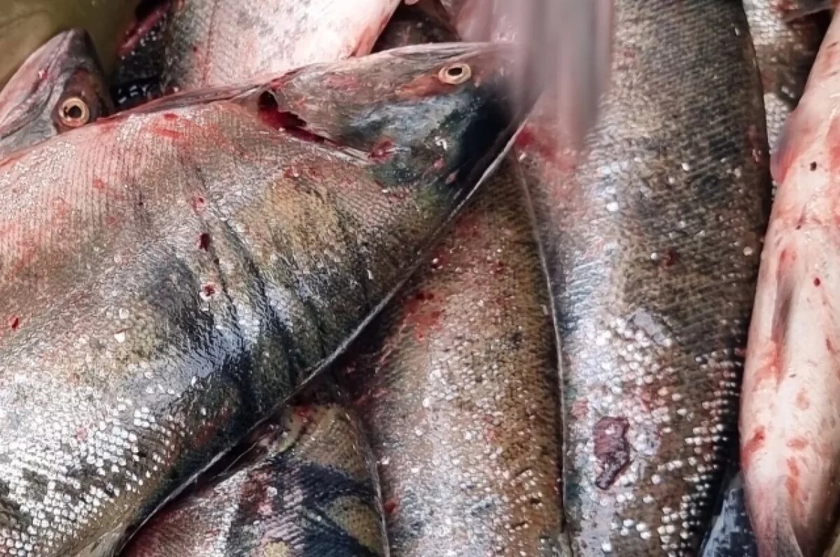    Тысяча рублей за «хвост».