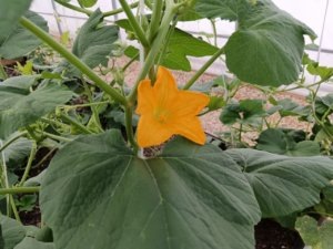    Фото: КПО «Нева»