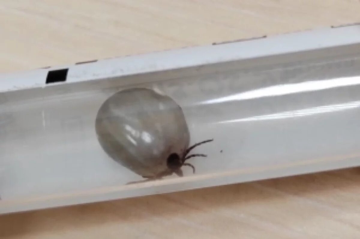    Почти 800 укусов клещей зафиксировали за неделю в Новосибирской области