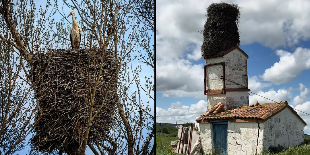 Белый аист: Они творят грязь! 4 факта, полностью меняющих представление об этой птице