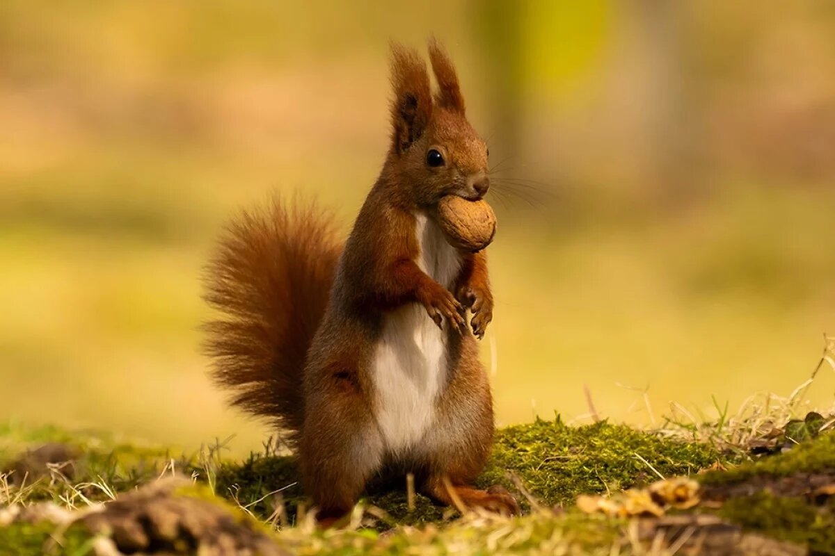    В Сосновоборске нашли мертвую белку после обработки лыжной базы от клещей