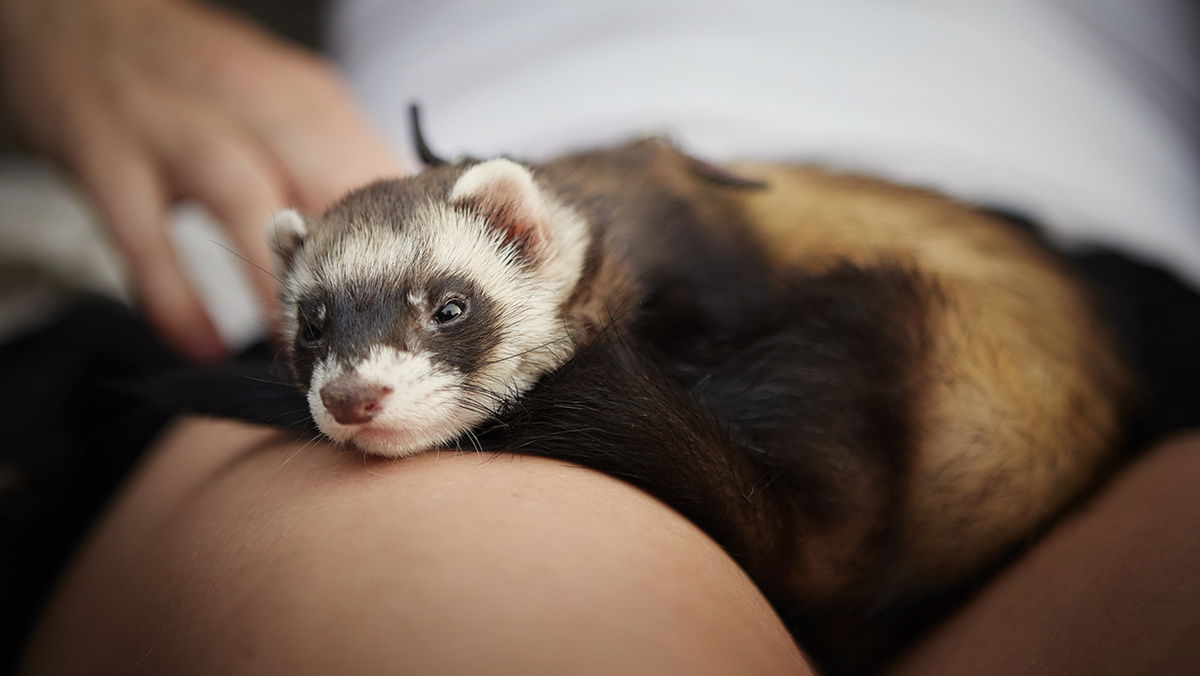     Фото: Couperfield/Shutterstock/FOTODOM Хорьки были одомашнены человеком более двух тысячелетий назад, как предполагают ученые, на Пиренейском полуострове