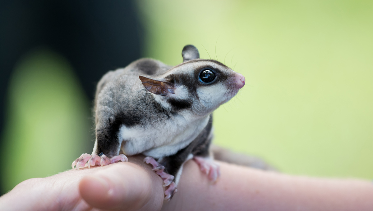     Фото: Edwin Christopher/Shutterstock/FOTODOM Эти животные не зря называются сахарными: в природе они едят сладкие фрукты, а в семьях их кормят также медом и детским питанием