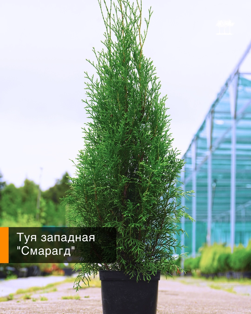 Туя «Смарагд»